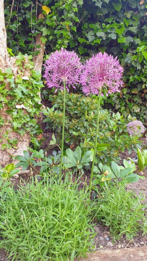 فيلا The Old Bank Beautiful Cotswold House With Huge Garden Mickleton  المظهر الخارجي الصورة